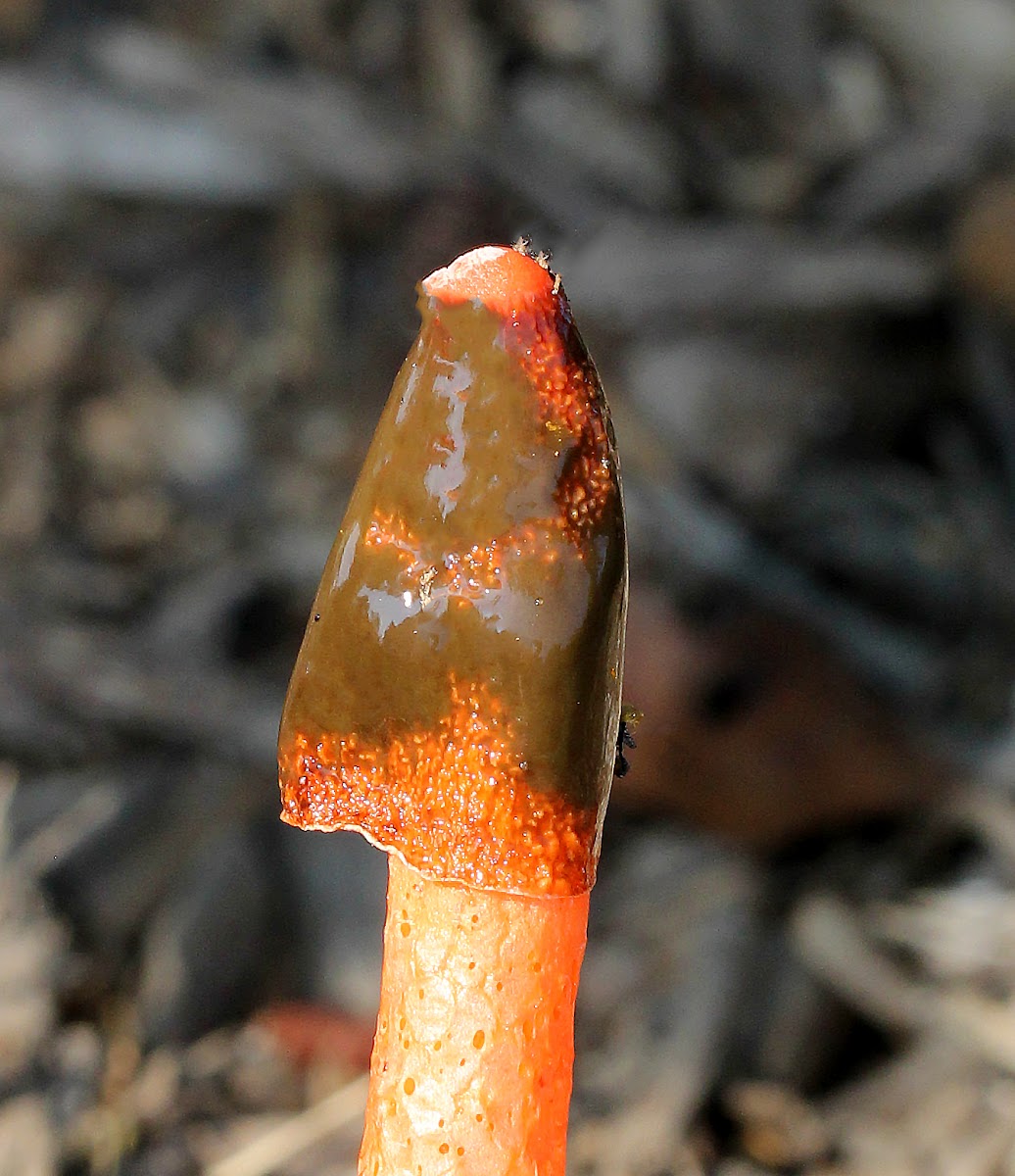 Red Stinkhorn