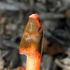 Red Stinkhorn