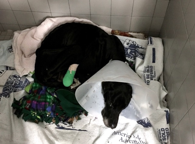 Luke is receiving treatment at a shelter in the US.