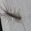 House Centipede