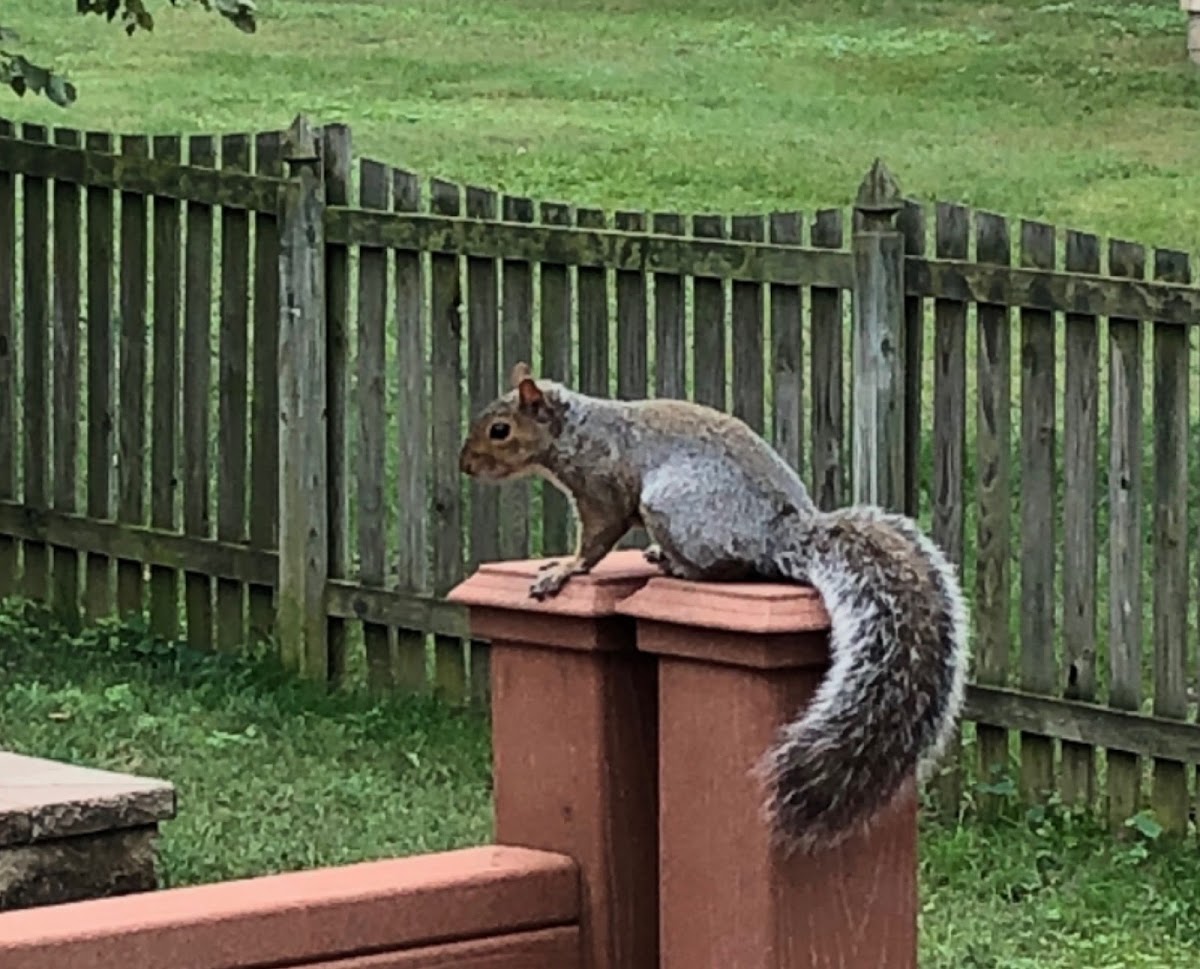 Eastern Grey Squirrel