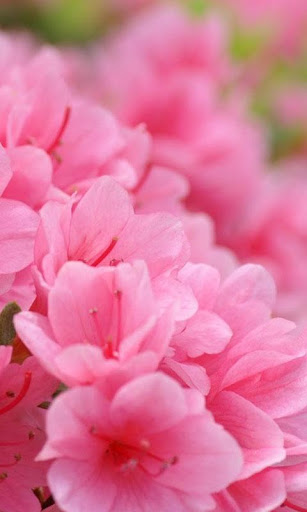 HD Pink Flowers Live Wallpaper