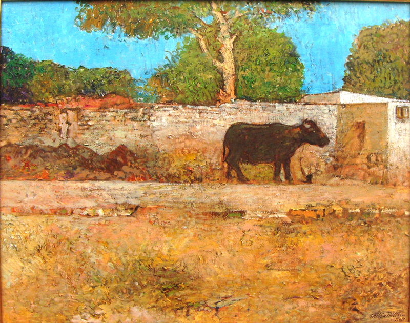 Chitra Pritam punjab cows 