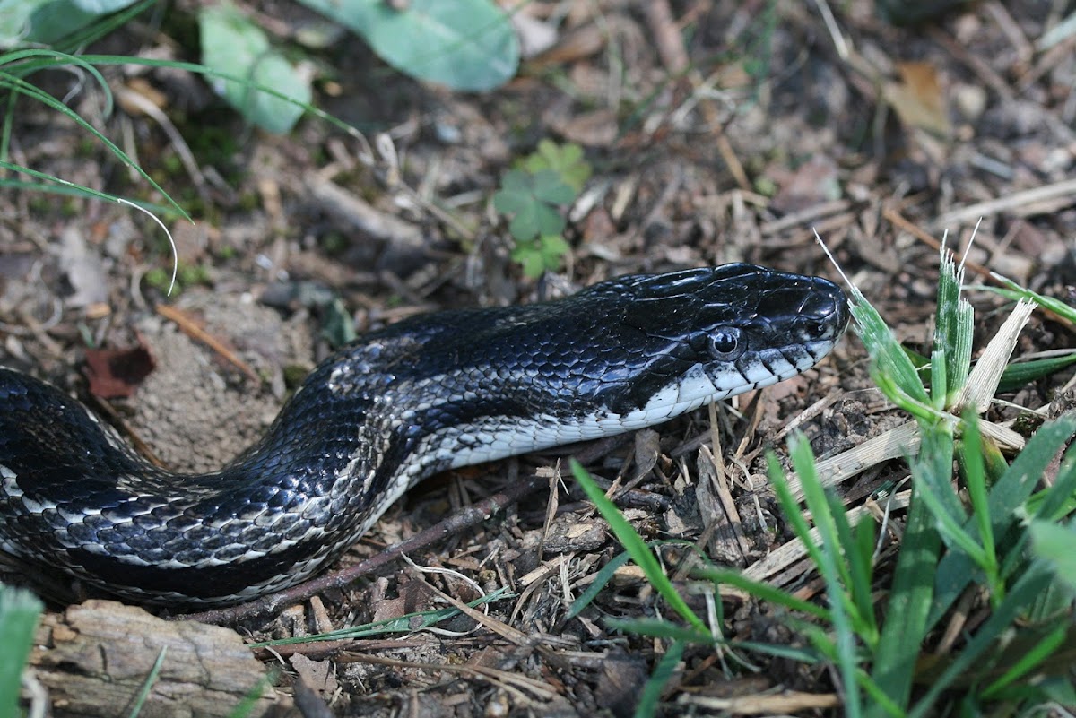 Gray Rat Snake