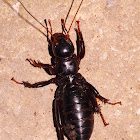 Giant Jerusalem Cricket