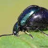 Green Dock Beetle (gravid)