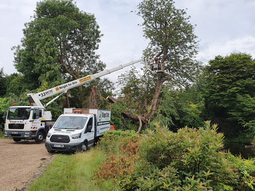 Remove unsafe Chestnut tree from lake edge with mobile elevated work platform