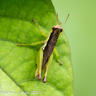 Grasshopper or leafhopper?