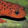 Mud Salamander