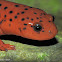 Mud Salamander