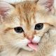 Download Cat New HD Wallpapers For PC Windows and Mac 1.0