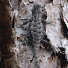 Eastern Fence Lizard