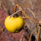 Horse Nettle (Fruit)