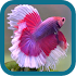 Betta Fish Beauty8.0