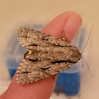 great oak dagger moth