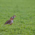 Perdiz roja (Red-legged partridge)