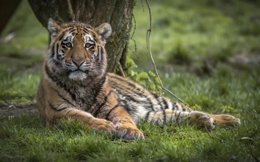 Majestic Tiger Resting Beneath an Ancient screenshot 2