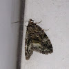 Large Mossy Lithacodia Moth