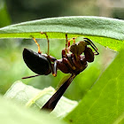 Metric Paper Wasp