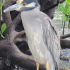 Yellowed-crowned Night Heron