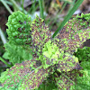 Four Lined Plant Beetles