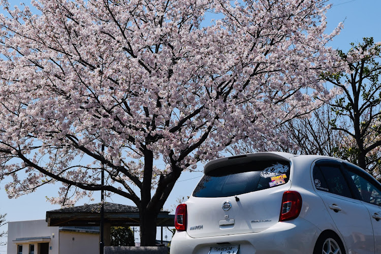 マーチの桜とコラボ・エムズガレージ・レッドメモリーに関するカスタム事例の投稿画像1枚目