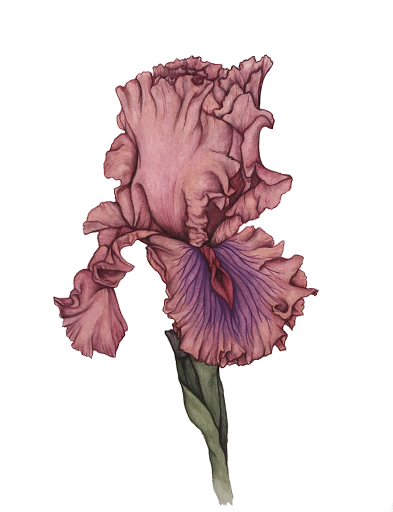 iris vulvaris