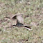 Spanish Yellow Wagtail