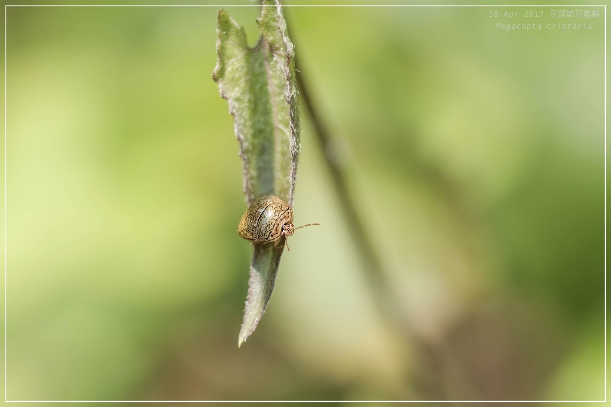 Megacopta cribraria 豆類篩豆龜蝽