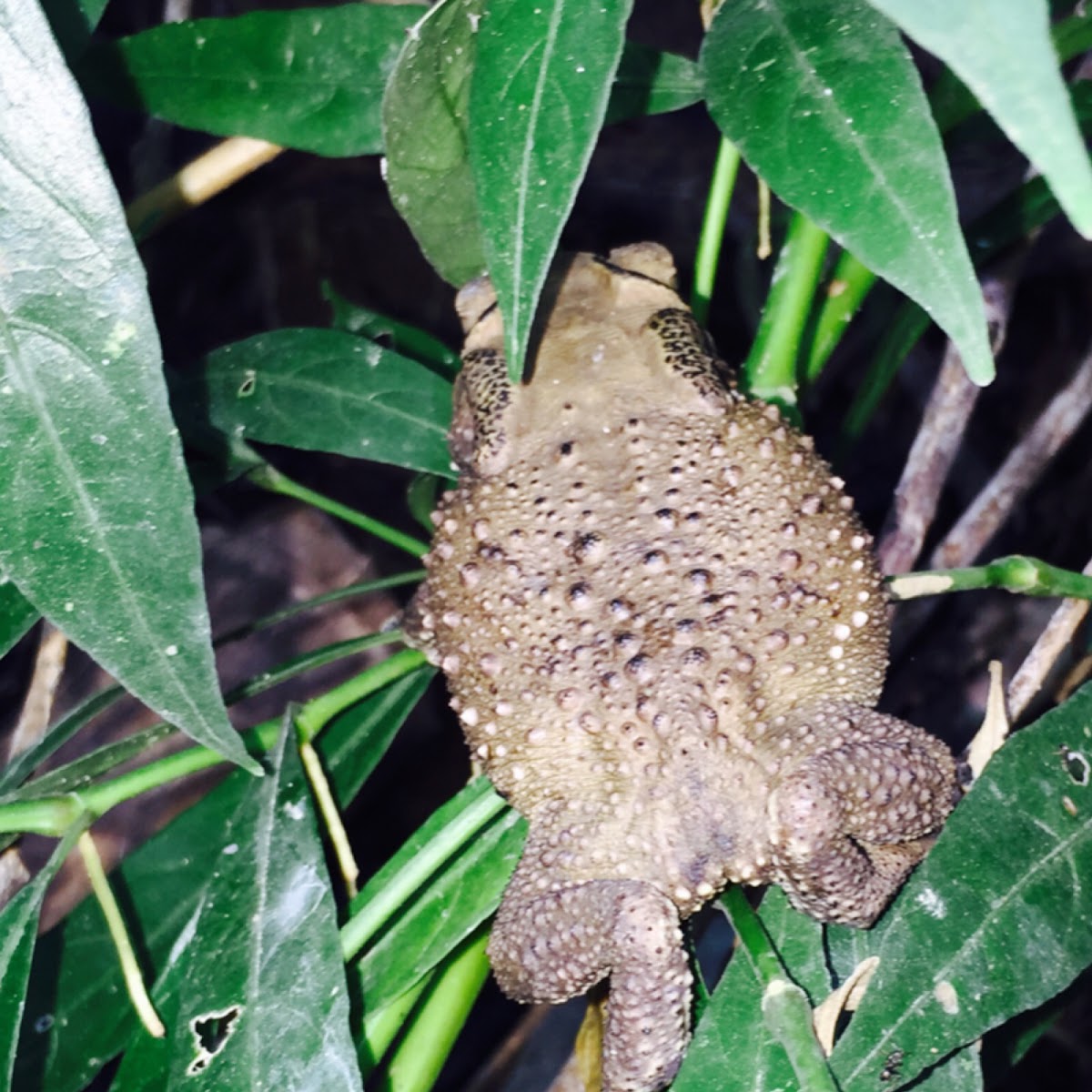 Katak puru, Toad