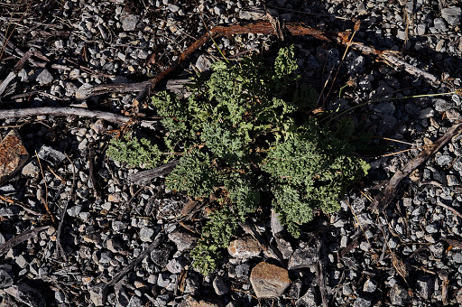 Senecio jacobaea