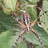 Black and Yellow Garden Spider