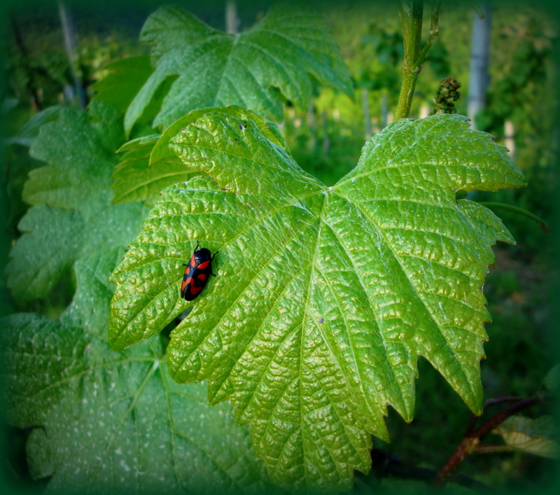 In vigna a primavera di clagia