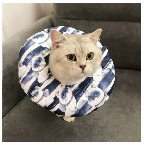 Title 11, Waterproof Pet Headgear for Post-Surgery, Steri...