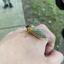 Cicada