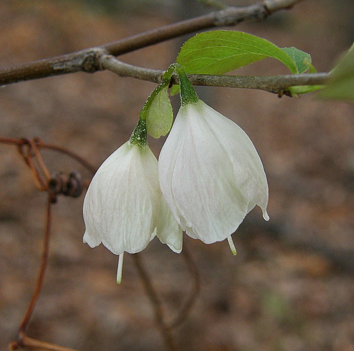 Common Silverbells