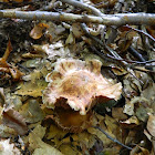 Cortinarius  webcap