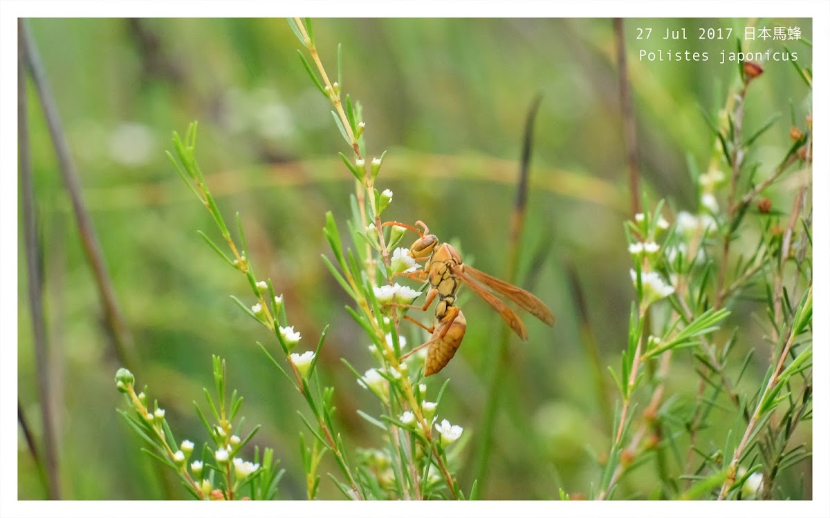 Polistes japonicus 日本馬蜂