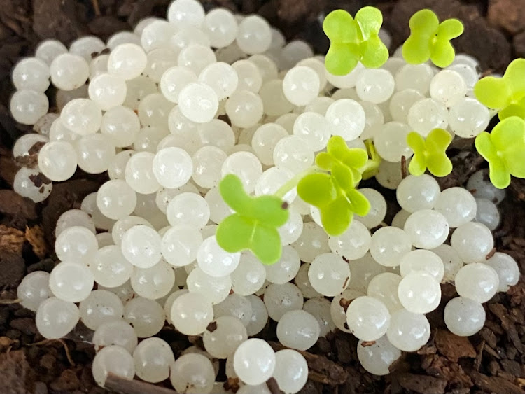 Snail pearls are typically eaten like caviar, with sour cream and blinis.