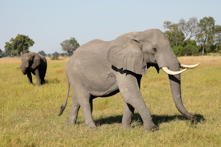 FILE PHOTO: A pair of male elephants is seen in the Okavango Delta, Botswana, April 25, 2018. Picture taken April 25, 2018.