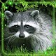 Download Raccoon Forest Live Wallpaper For PC Windows and Mac 1.0