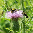 Clearwing Hummingbird Moth