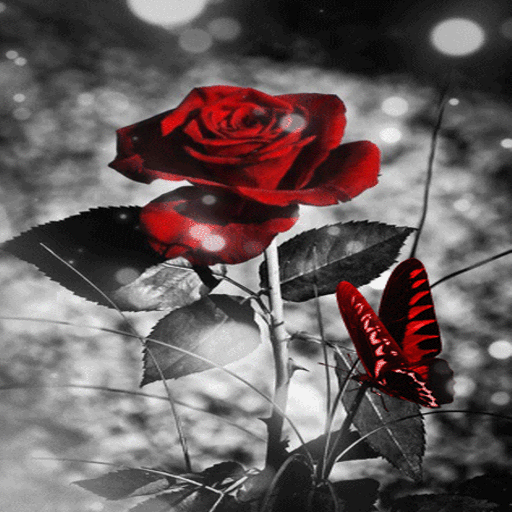 Red Black Butterfly LWP