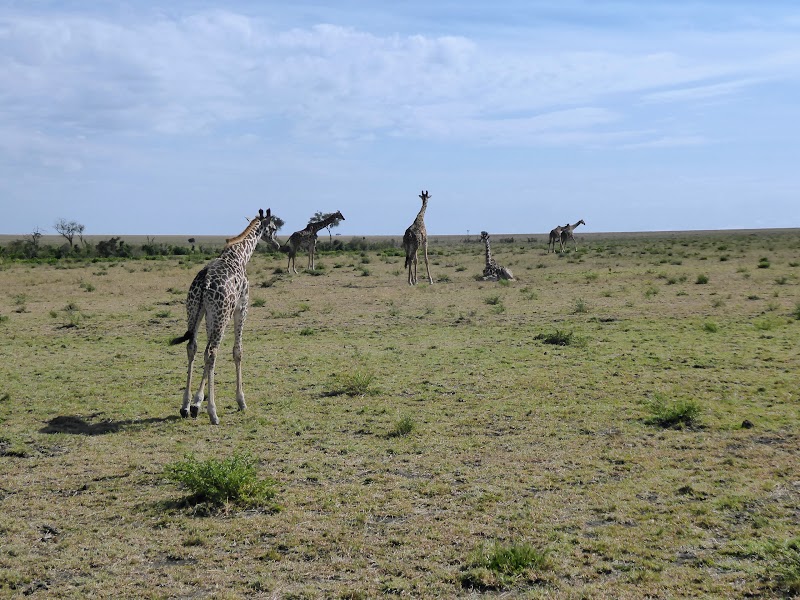 CAMINO HACIA EL RIO MARA. MAS DE GUEPARDOS - Un poquito de Kenia: Lagos Naivasha y Nakuru, Samburu y Masai Mara (22)