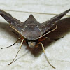 Cinnamon gliding hawkmoth