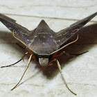 Cinnamon gliding hawkmoth