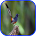 White Rumped Shama icon