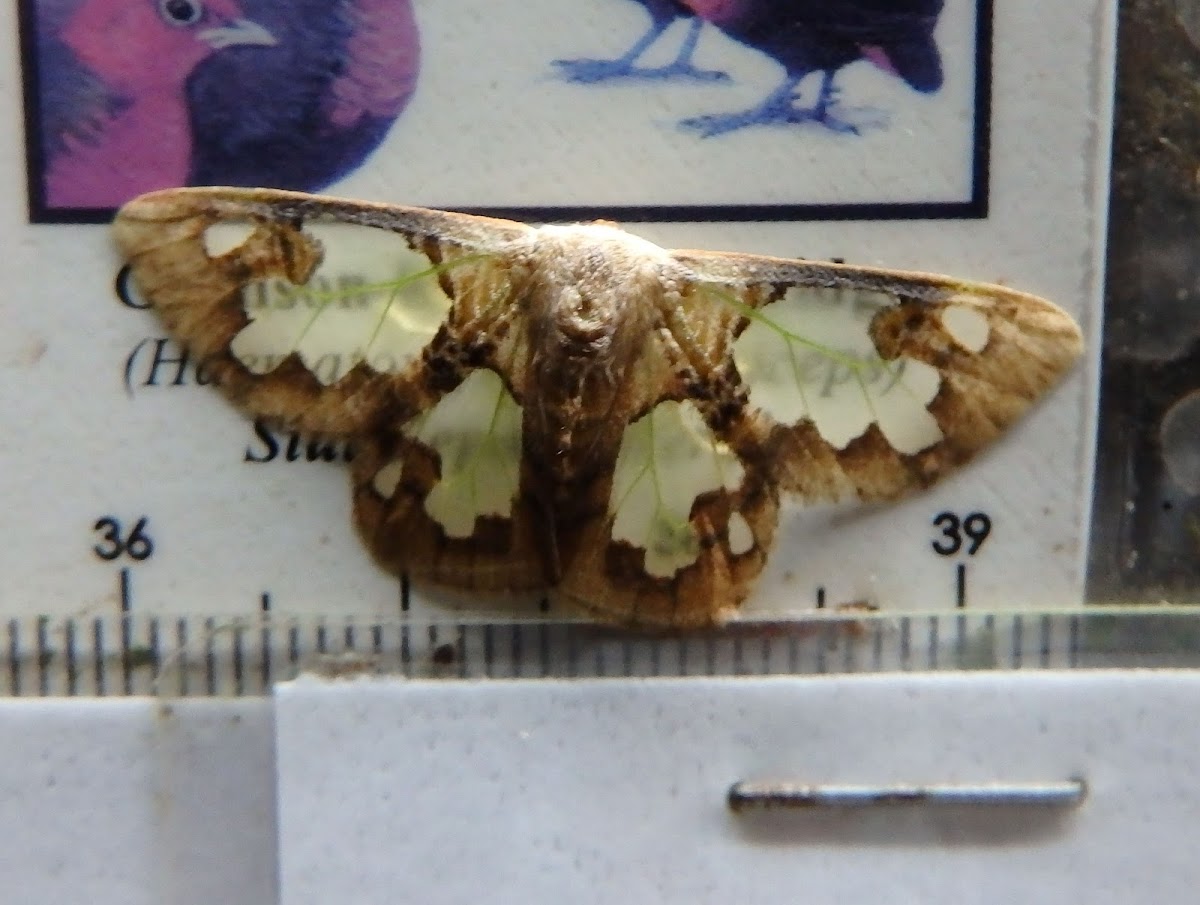 Transparent Lymantriid Moth