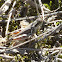 Transparent winged grasshopper