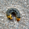 Oleander Hawk Moth Caterpillar